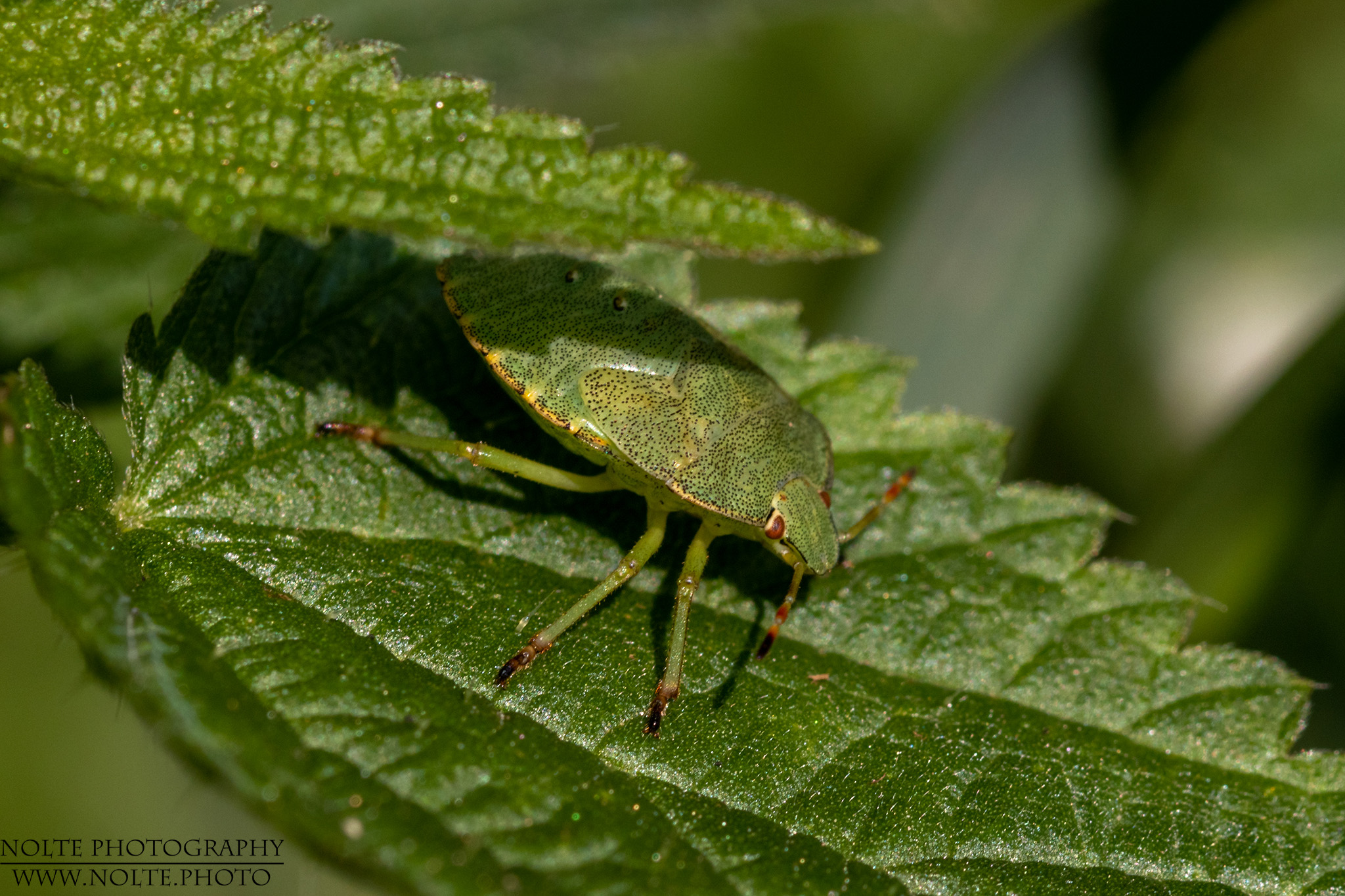 Grüne Stinkwanze (Palomena prasina)